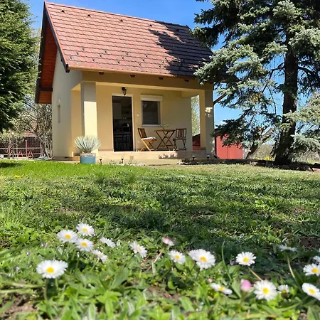 Ezüstfenyő *